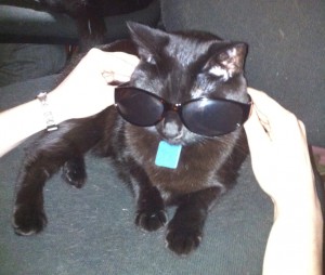 Those are not my arms. My cat Keli wearing sunglasses.