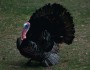 Happy Thanksgiving!