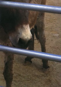 Donkey! A picture of a donkey.