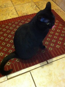 Lekh! My cat.