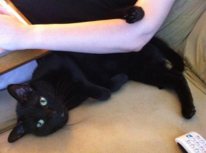 My cat relaxing. Another picture of my outstanding cat.