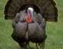 Happy Thanksgiving