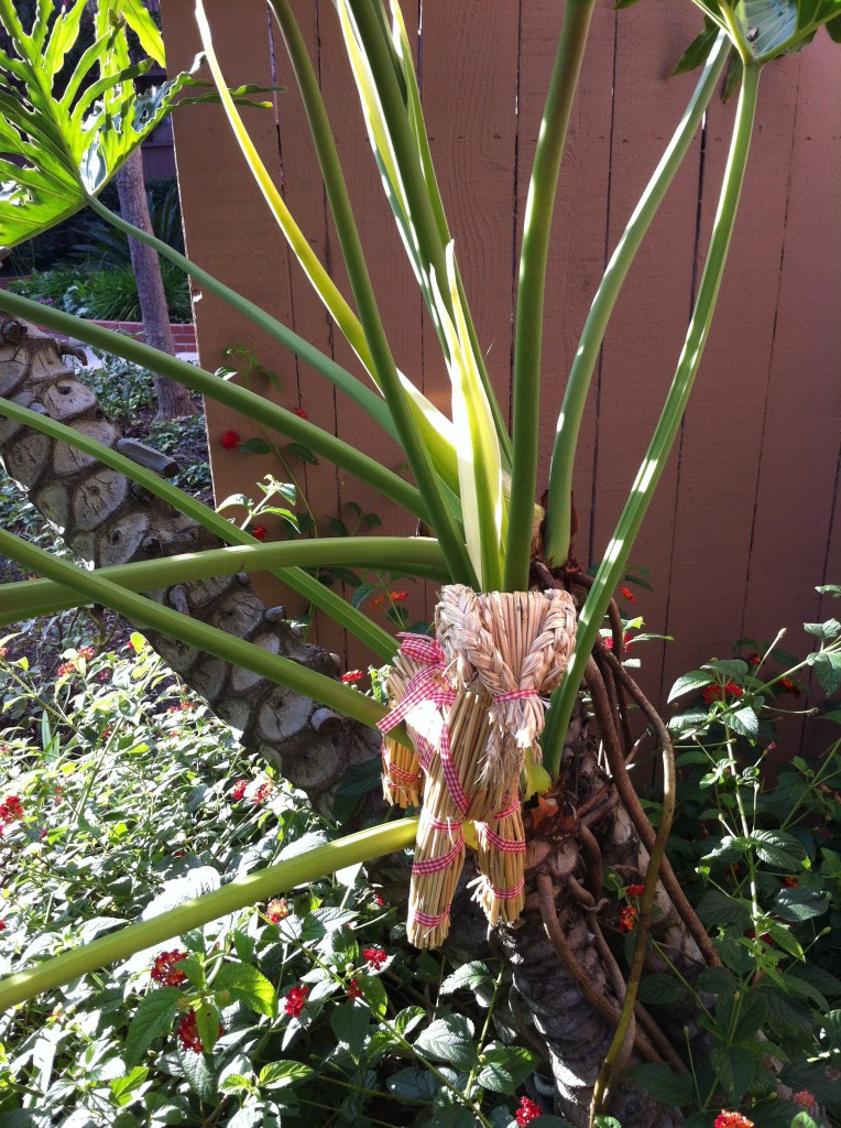 Mr. Dorviclaus hanging out in a palm tree.